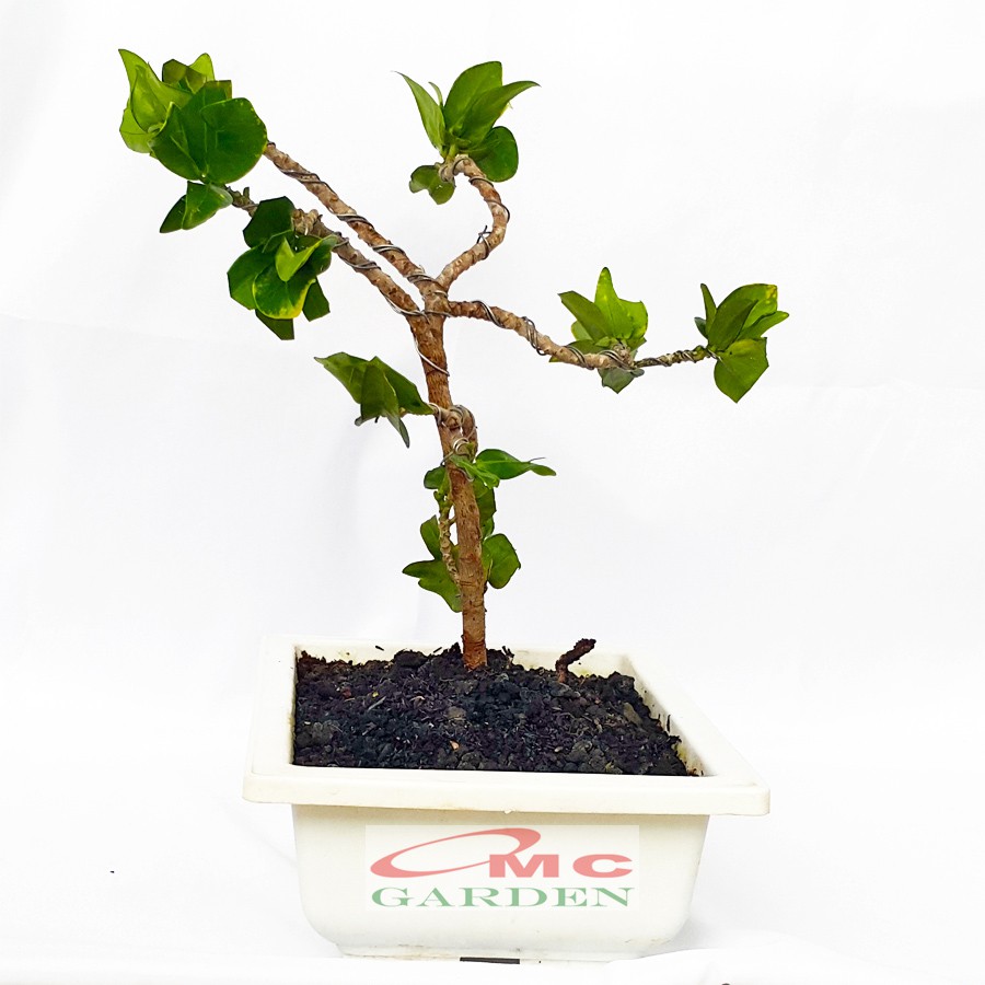 Tanaman Hias Pohon Bonsai Mame Puring Croton Emping Jengkol Coin Mawar B-PR-EMPING-001