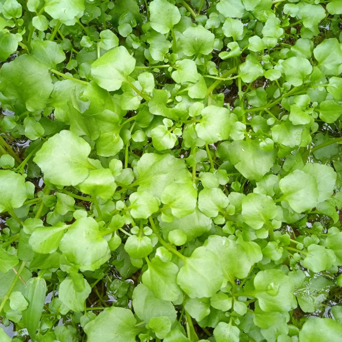 

Selada Air per/500gram