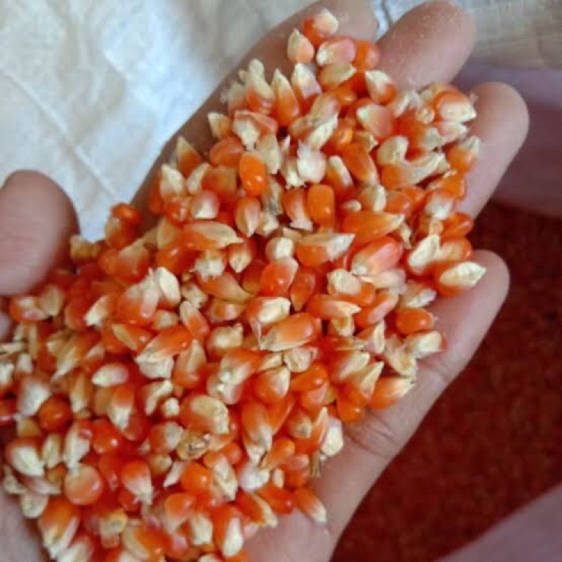 

bji jagung kecil