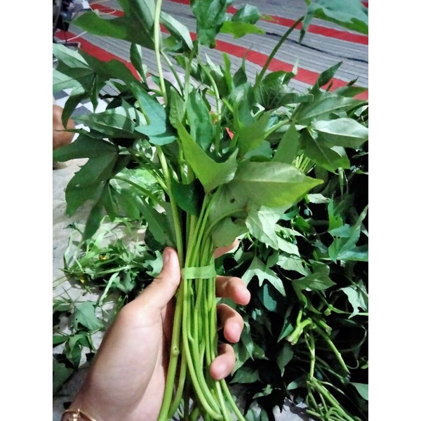 

SAYURAN DAUN UBI JALAR SEGAR PER IKAT/DAUN PELANCAR ASI