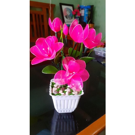 Bunga Hias Mini/Tanaman Hias Mini