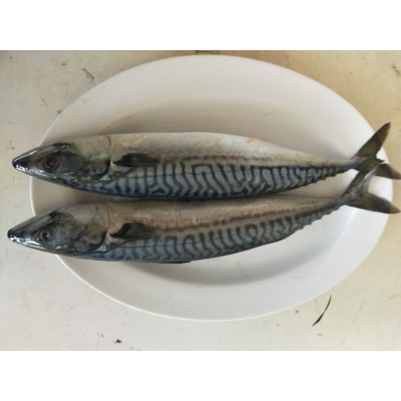 

IKAN SABA ATAU MAKCAREL 2 EKOR