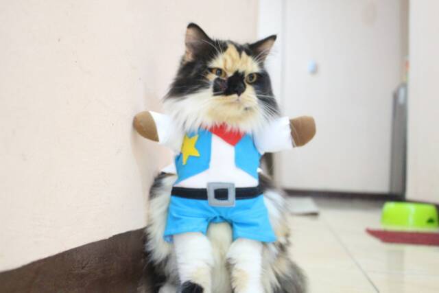 Kostum Koboi untuk kucing &amp; anjing /Jual Baju Kucing Terlengkap &amp; Berkualitas size S-XL