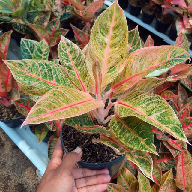 Agalonema LITTLE LEMON aglonema