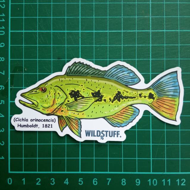 Sticker Wildstuff - peacock bass pbass Cichla orinocensis orinoco