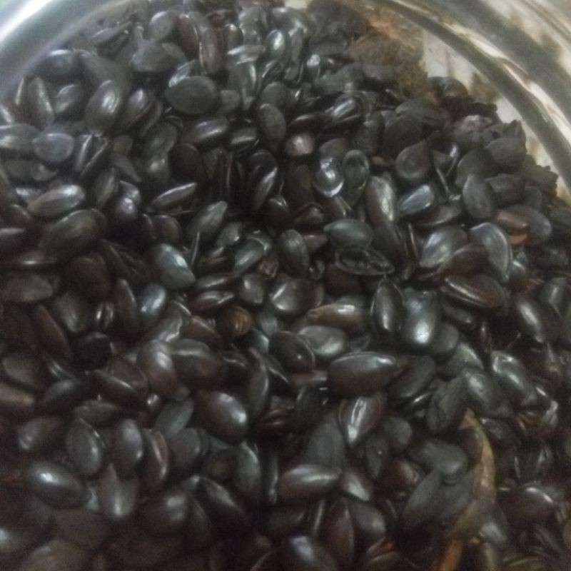

lamtoro sangrai