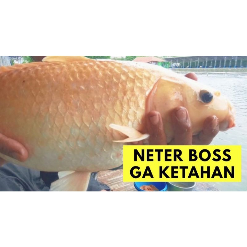 ESSEN IKAN ESSEN IKAN MAS ESEN TOMBRO JEDUD