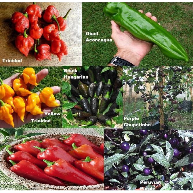 

Khusus Promo! Paket Hemat 7 Jenis Cabe Hias Unik Mudah Tumbuh Ornamental Pepper