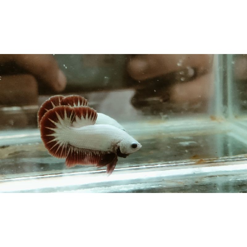 Cupang plakat Dragon Snow