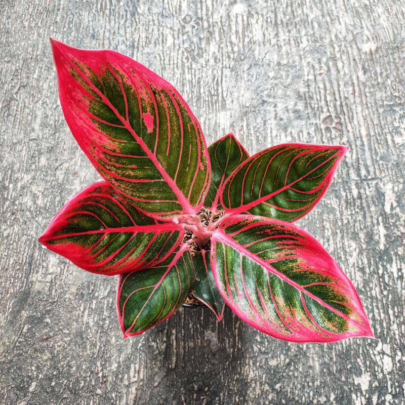 Aglonema Khanza