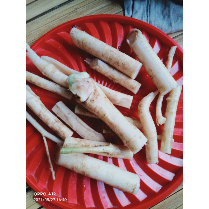 

akar pepaya akar pohon pepaya segar 1 kg