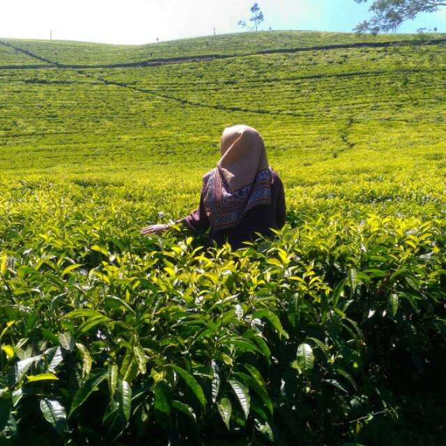 dian.aulia11