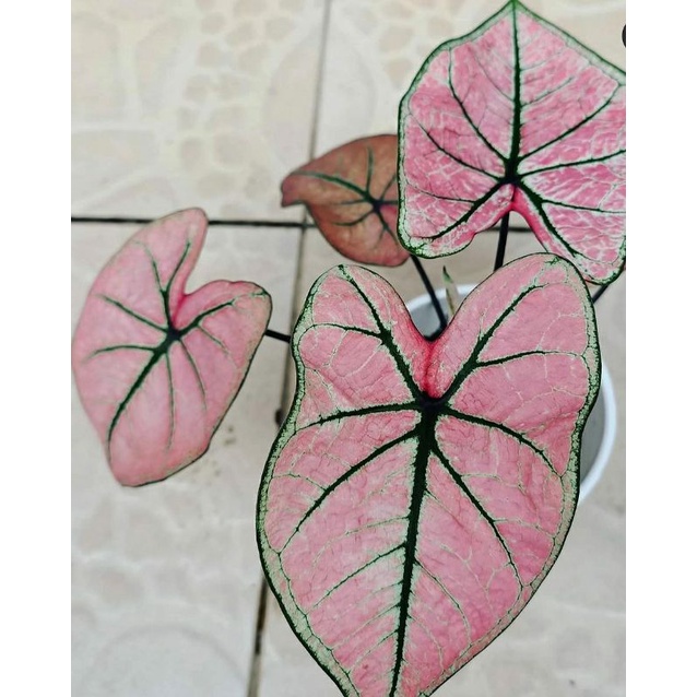 keladi Arini menari anakan hybrid Caladium murah