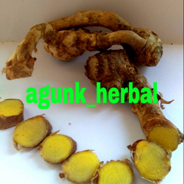 

Kunyit Kunci Organik Segar 500gr