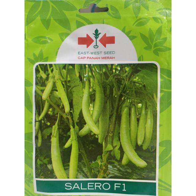 BENIH BIBIT SAYURAN TERONG HIJAU SALERO F1