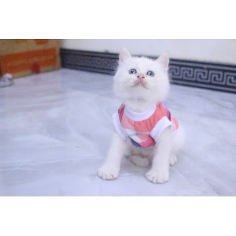 Kaos rumahan kotak-kotak pelangi untuk kucing dan anjing / baju kucing murah size S-XL