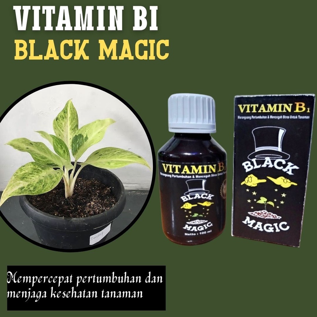 Pupuk Pemicu Pertumbuhan Akar Aglonema, Vitamin B1 Black Magic Pupuk Anti Stres Tanaman