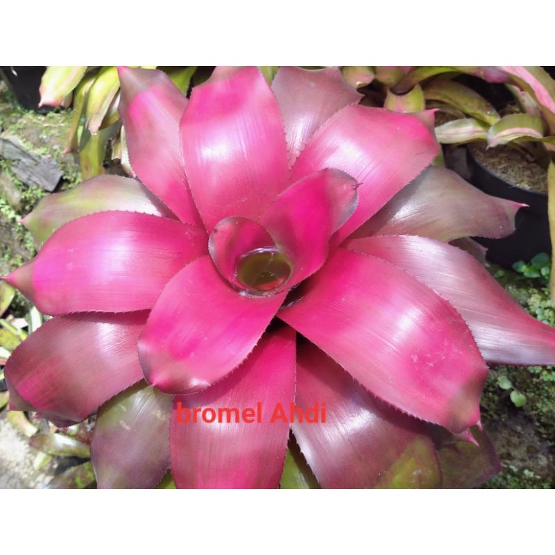 Jual Bromelia lila red | Shopee Indonesia