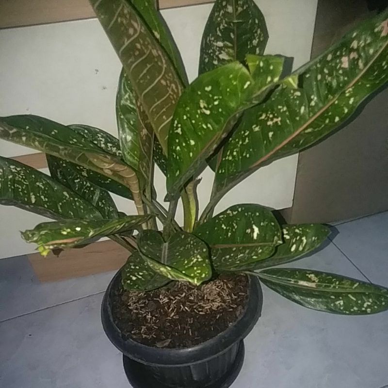 Aglonema Donnacarment batang hijau Dewasa Indukan Rumpunan2