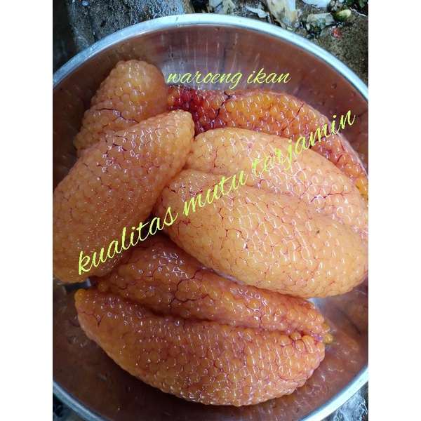 

telur ikan Sembilang segar harian super Joss (bukan bekuan)/500g
