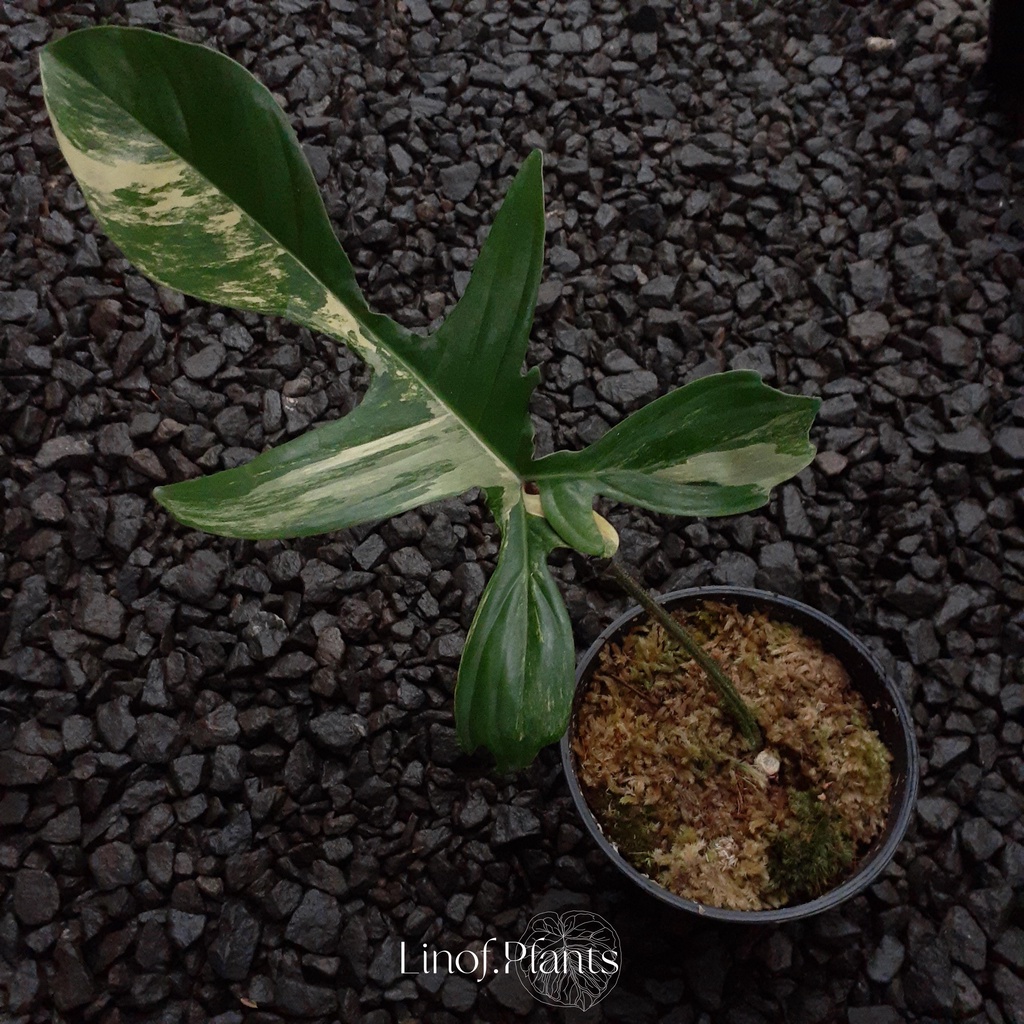 Tanaman Hias Philodendron Florida Beauty Varigata Flobe not Anderson