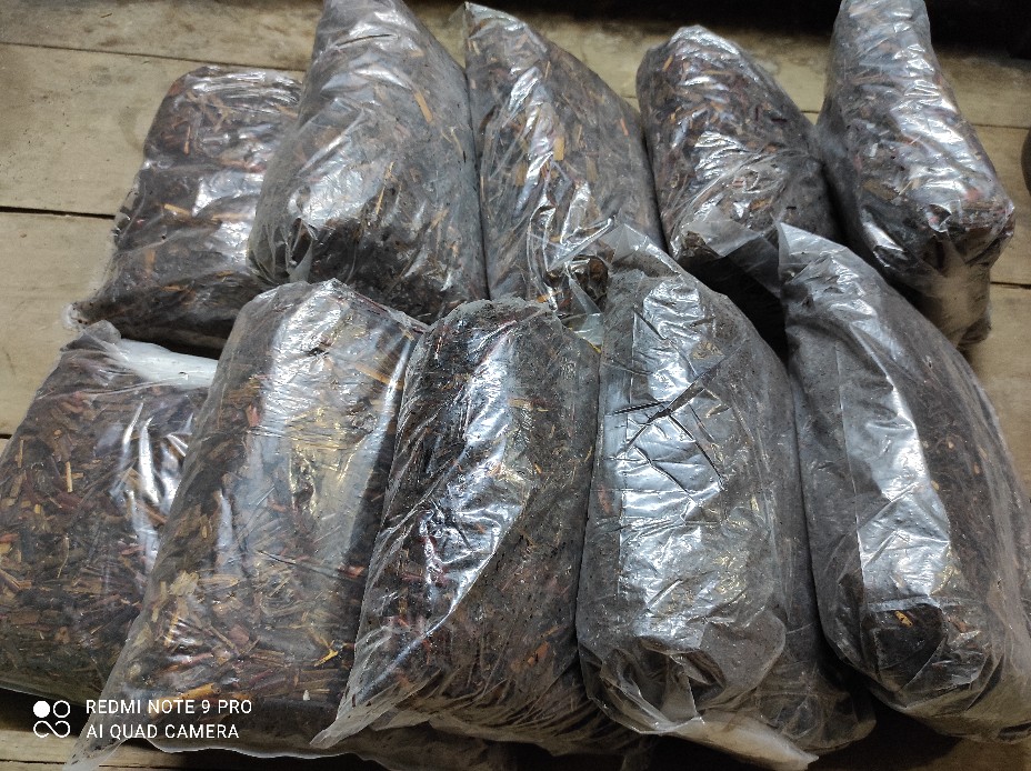 Media Tanam Akar Pakis