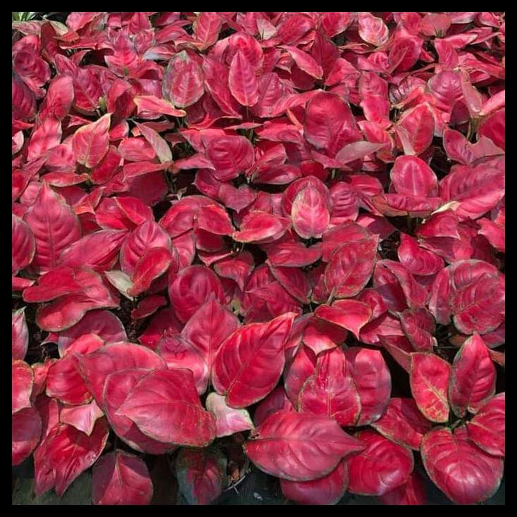 Paket Red Heart + Suksom Jaipong / Tanaman Aglonema