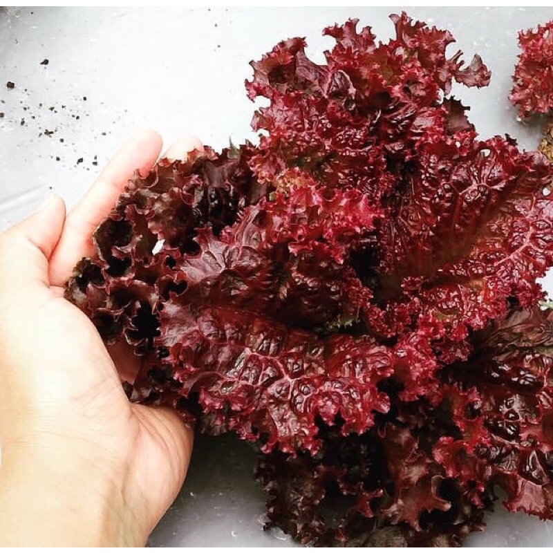 

lolorosa fresh selada merah