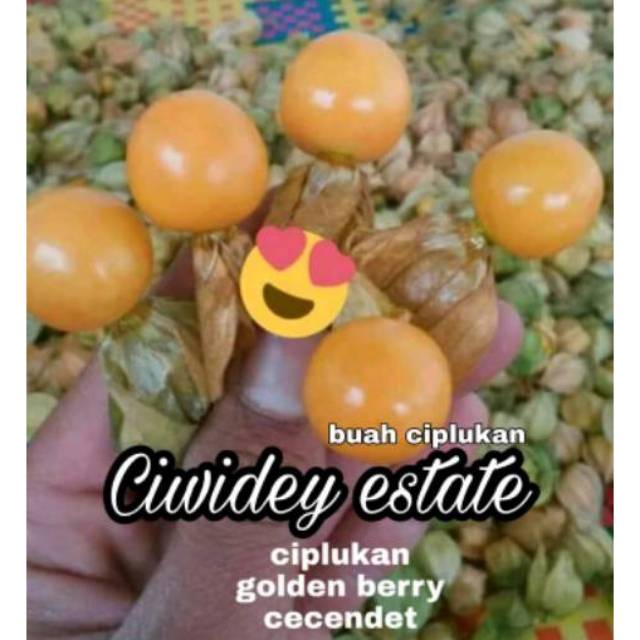 

Buah ciplukan fresh [1/2kg] langsung dari kebun