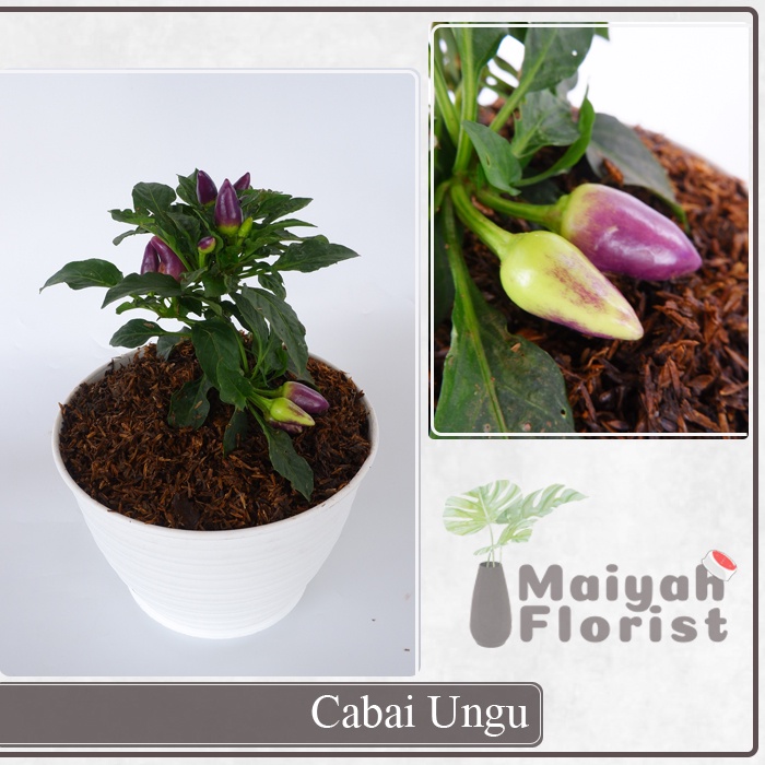 Cabai Ungu - Cabe Ungu - Cabe Jepang - Tanaman Herbal