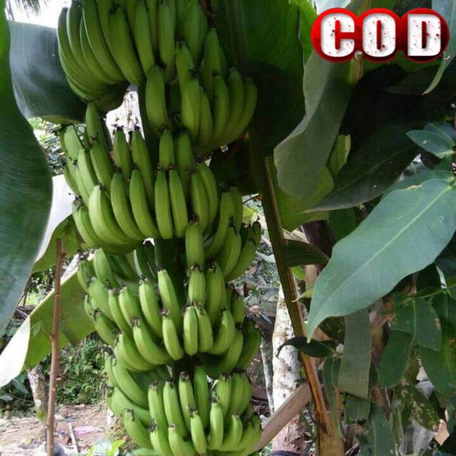 BIBIT PISANG CAVENDISH SUNPRIDE