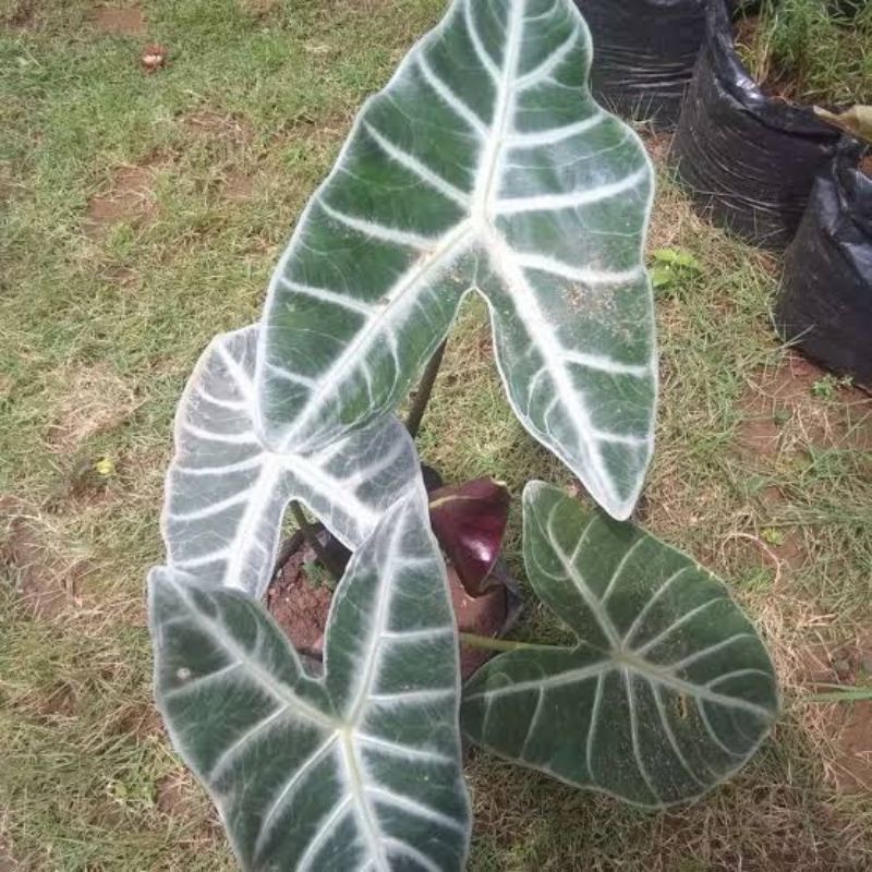Alocasia longiloba silver asli ukuran dewasa