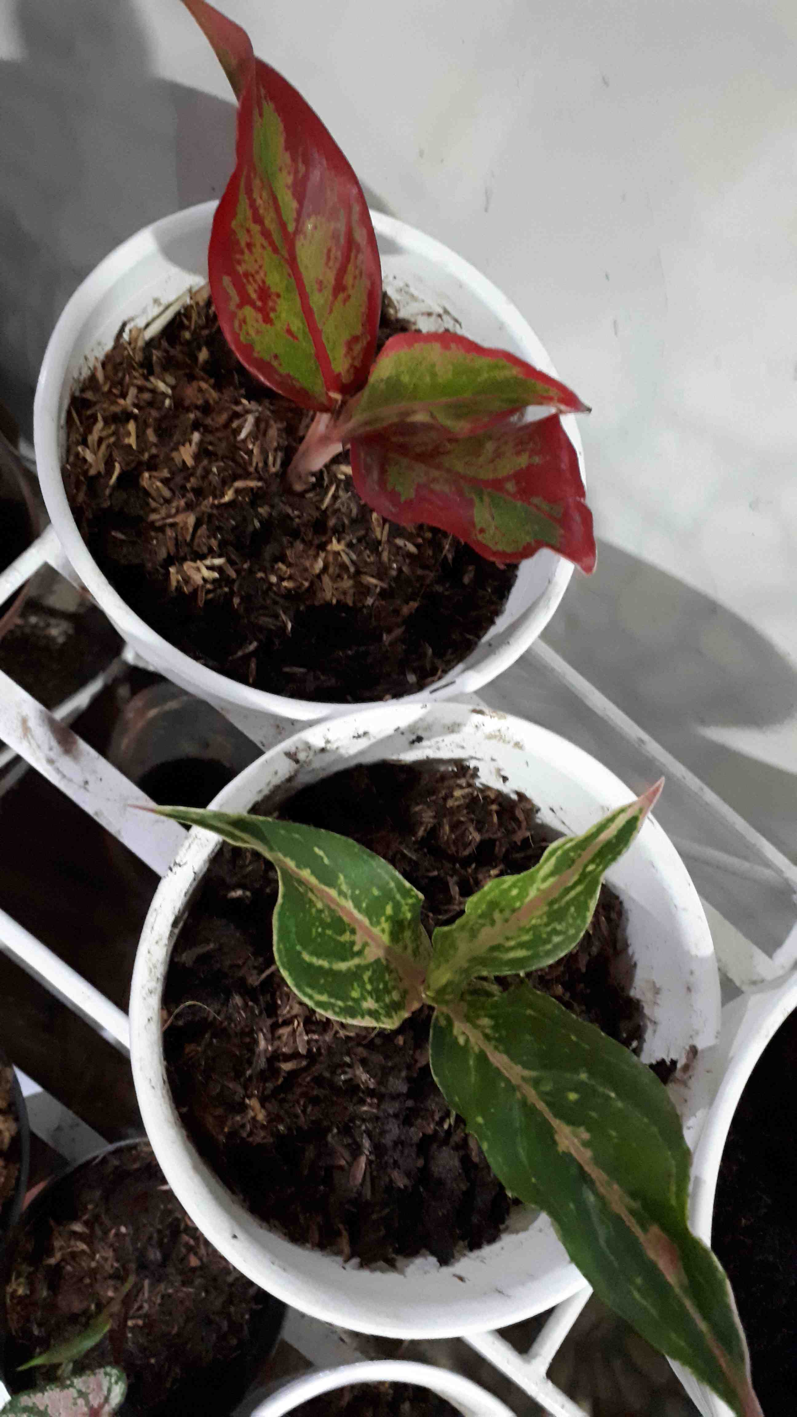 Bibit Aglonema Butterfly