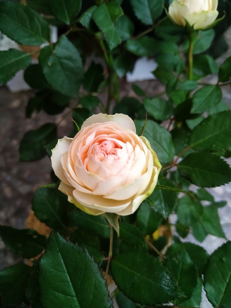 Gamis Batik Manggar,daun,kipas,kupu,naga,mawar,kamboja,gunungan,cempoko