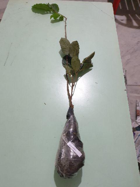 Bibit Tanaman Buah Kesemek Super