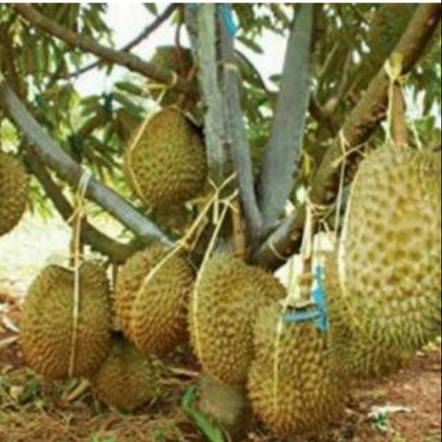 Bibit durian musangking okulasi durian musangking