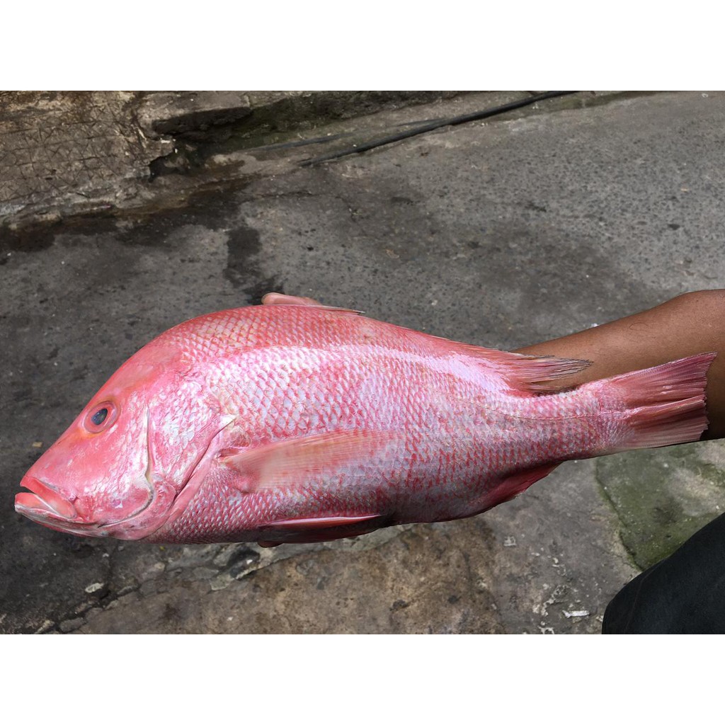

Ikan Kakap Merah Utuh Fresh Segar Murah