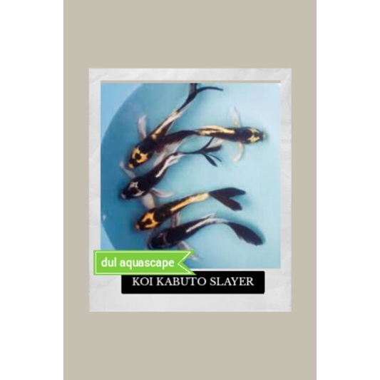 Hiasan aquarium / ikan hias koi kabuto slayer/non(kualitas bagus)