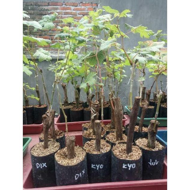 bibit anggur dixon @_@