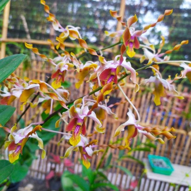 

Dendrobium Harmoni
