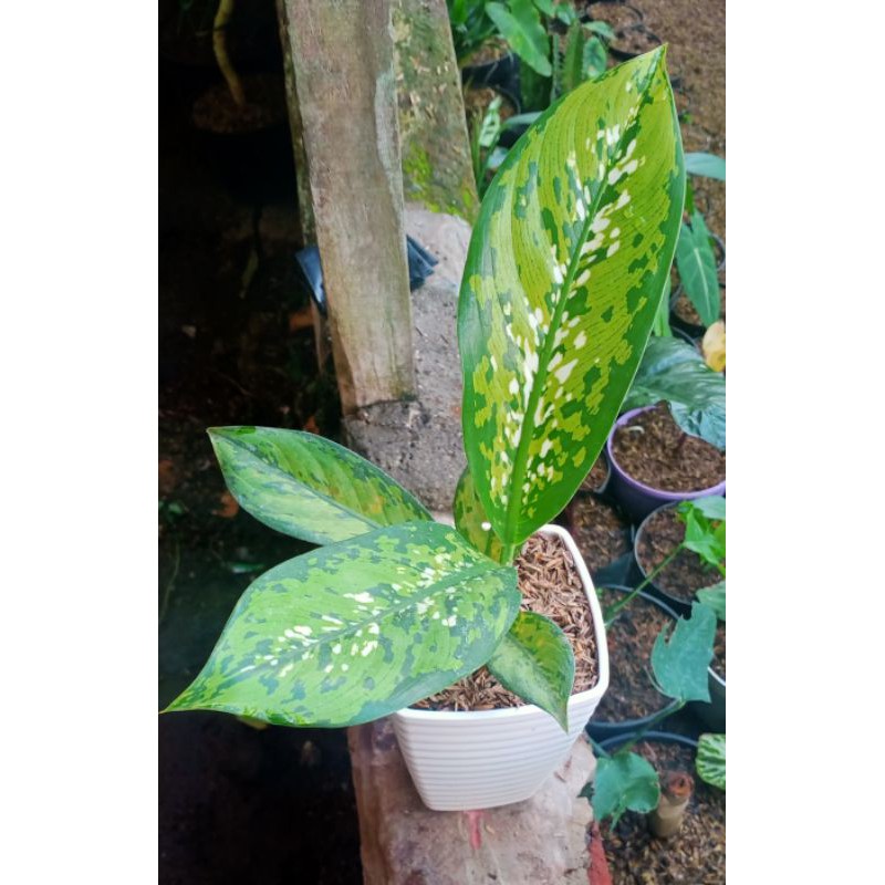 tanaman hias diven army / aglonema army