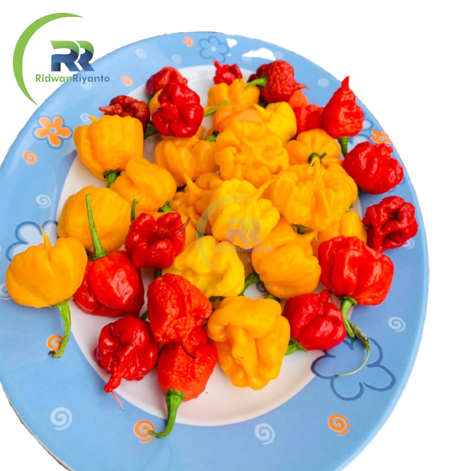 Paket 4a Biji Cabe Carolina Reaper Cabai Terpedas di Dunia Nomor 1 versi The Guinness World Record Benih Tanaman