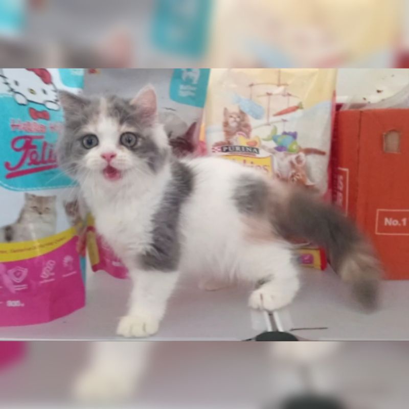 ANAK KUCING PERSIA / KITTEN PERSIA bonus keranjang / ANGORA / RAGDOLL / HIMALAYA / PEAKNOSE FLATNOSE