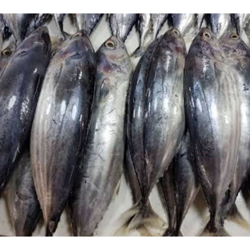 

Ikan cakalang segar surga kebutuhan ku