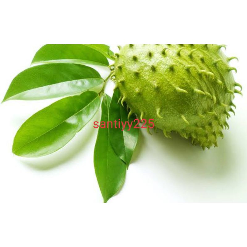 

buah sirsak muda 1 kg segar