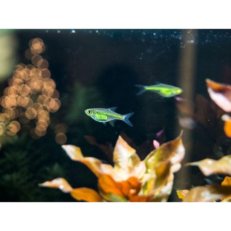 rasbora kubotai green