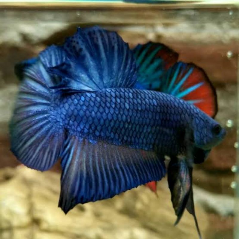 ikan cupang GIANT grade murah