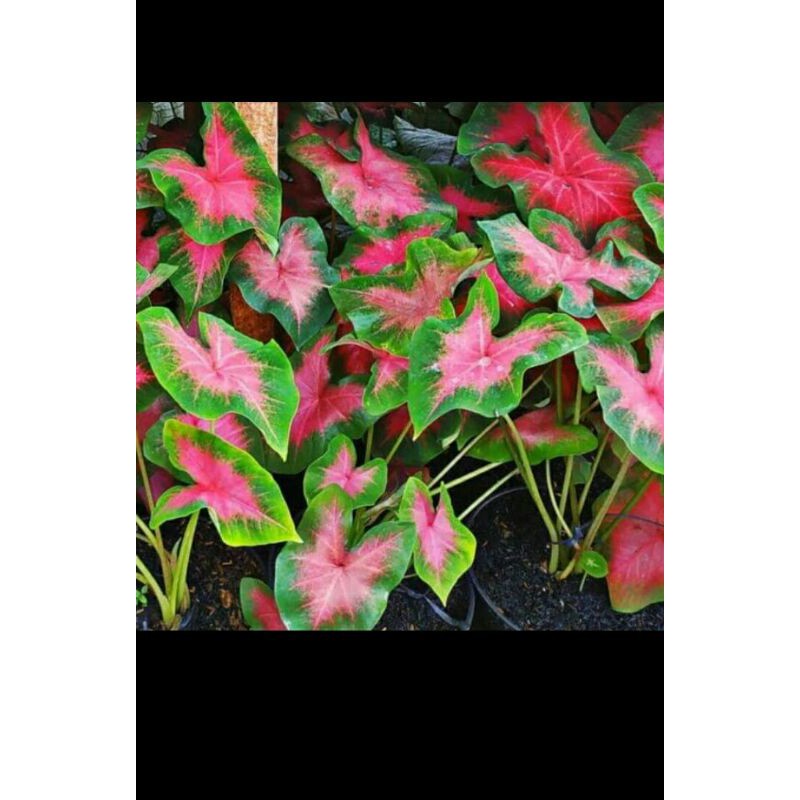 keladi pink love / tanaman hias keladi pink love