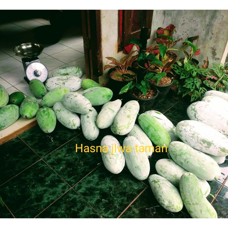 

buah bligo/kundur pres segar 2kg sampai2,5kg