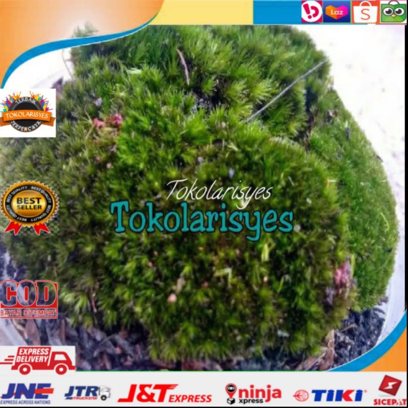 LUMUT HIDUP/MOSS HUTAN/LUMUT HUTAN 100 GRAM
